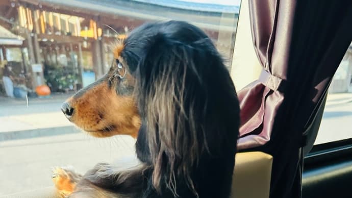 パパどこ行っちゃったの?〜「道の駅みかも」で車中泊