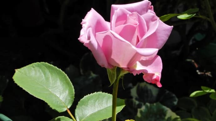 バラの開花 5月末