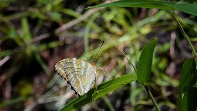 ミドリヒョウモン