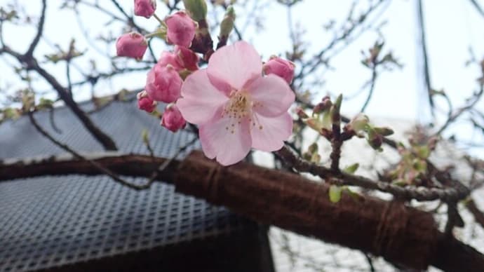 河津桜のつぼみ