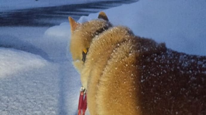 大雪峠越えたか?今日は、晴れ間も。