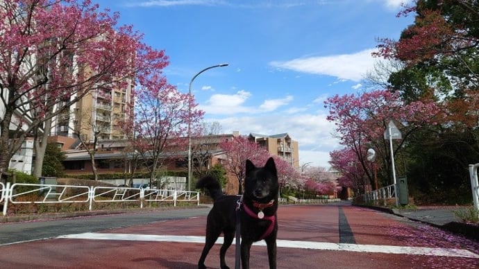 陽光桜 2023