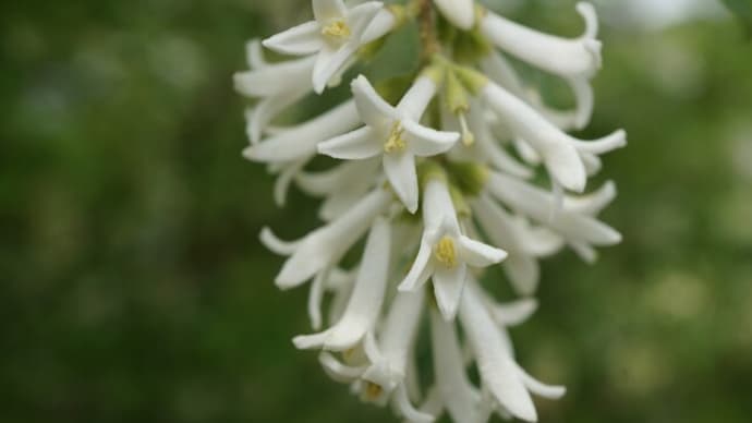 春の花：イボタノキ