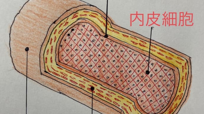 高血圧が良くないとされる理由