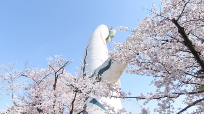 桜満開