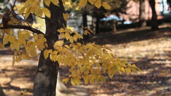 落葉のコンチェルト the Peace of All Mankind 東山田公園