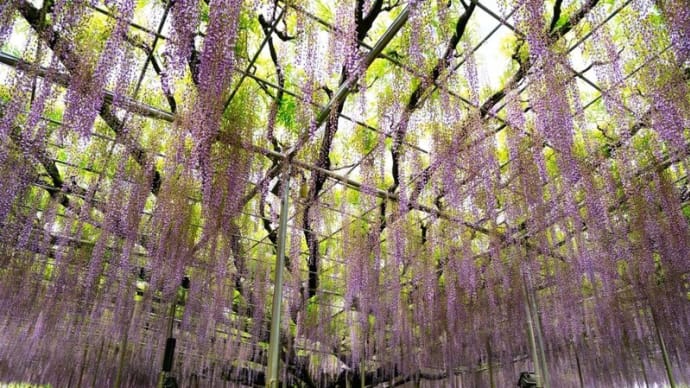 あしかがフラワーパークの大藤 速報(栃木県足利市 2025.5.4撮影)