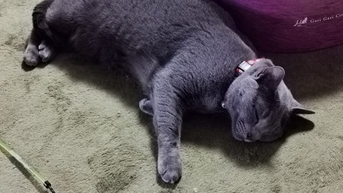 いくらでも寝られる人