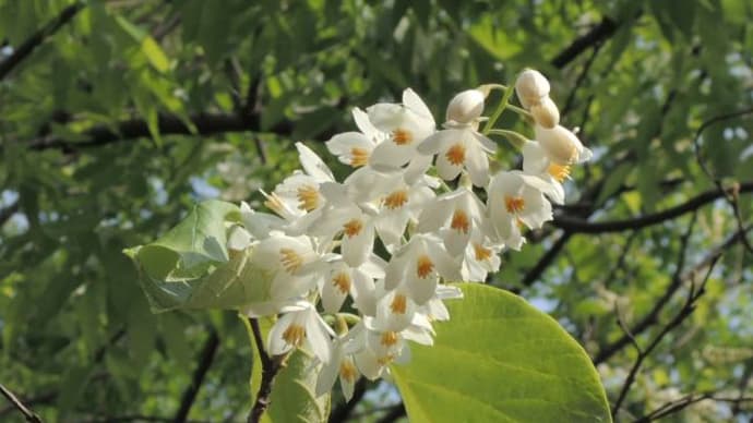 白雲木の花