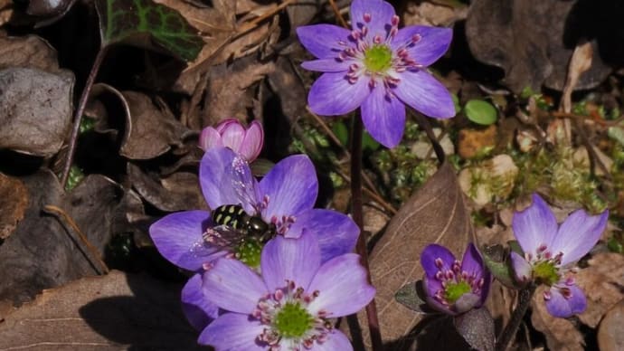 2月の終わりに京都府立植物園へ(PartⅢ)