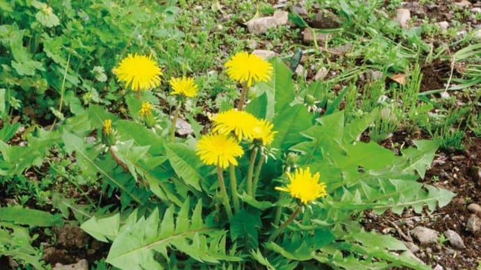 「自転車屋の生き物歳時記」植物編」!!「セイヨウタンポポ」!!