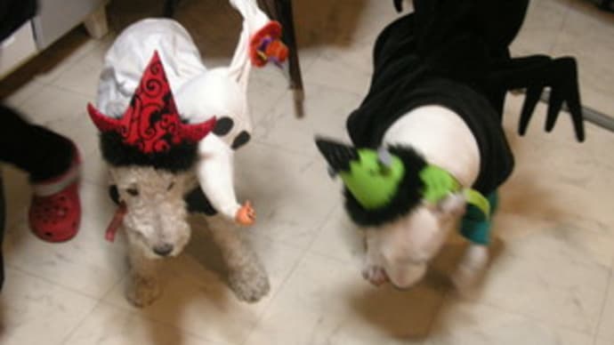 早めのハロウィン