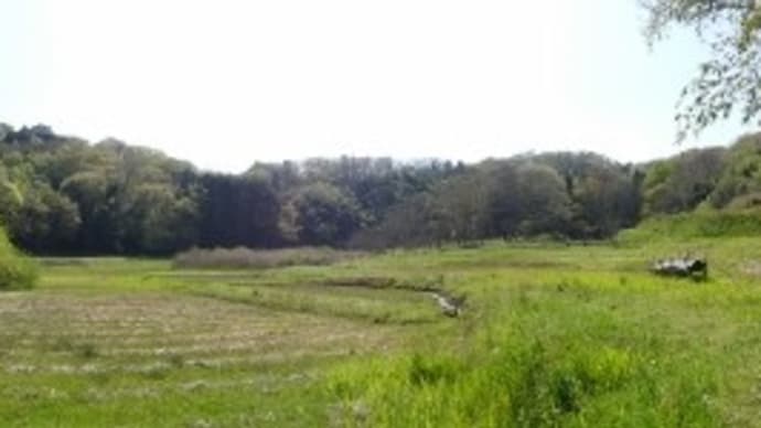 春の里山2022 ~町田市小野路の谷戸巡り~