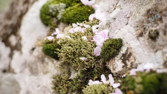 4月8日は「花まつり」。お釈迦様のお生まれになった日です。