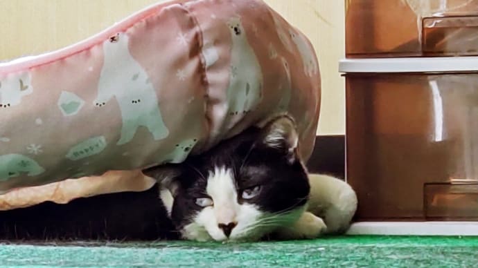フニャー