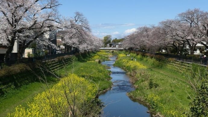 3月の温度統計(まとめ)、野川の桜