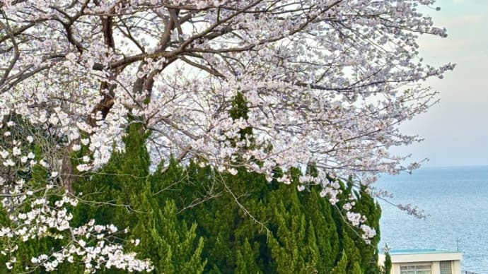 花見日和