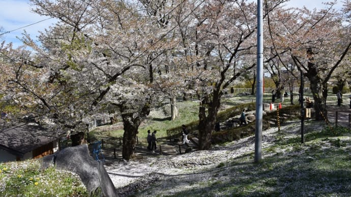 さくら狩り 岩手県盛岡市 盛岡さくらまつり2022 盛岡城跡公園(3)本丸から渡雲橋を渡って二の丸へ
