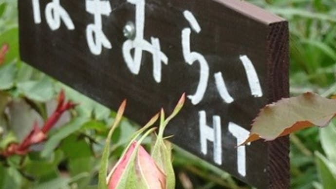 4.21季節を感じる散歩④気になる薔薇の蕾