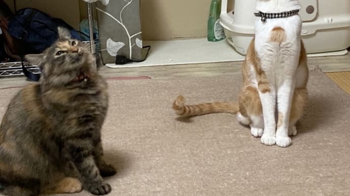 3月15日 猫ジャラシに夢中の2にゃん