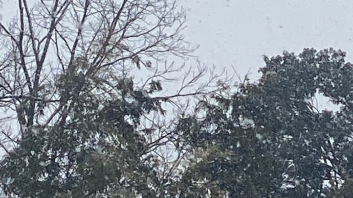 雪ダァ