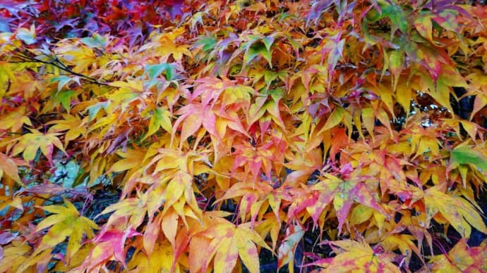 紅葉②函館見晴公園