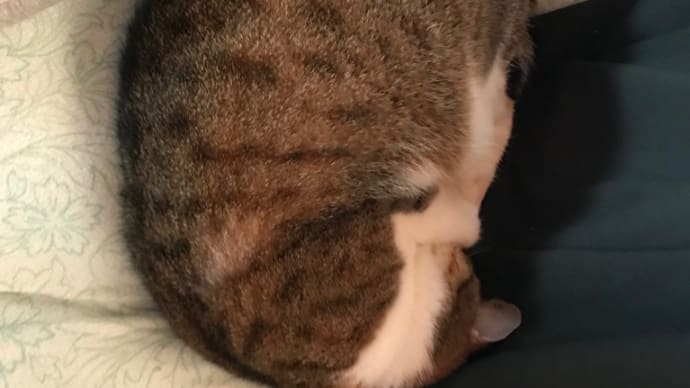 たまに見せる甘え方