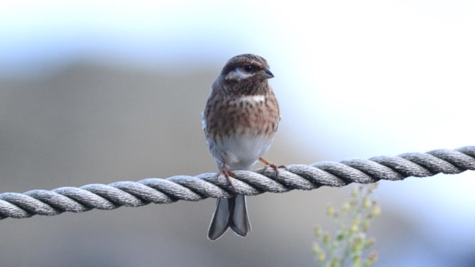 粟島の野鳥たち シラガホオジロ
