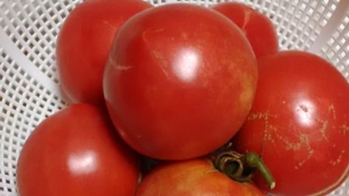 トマトの収穫も4回目になりました。