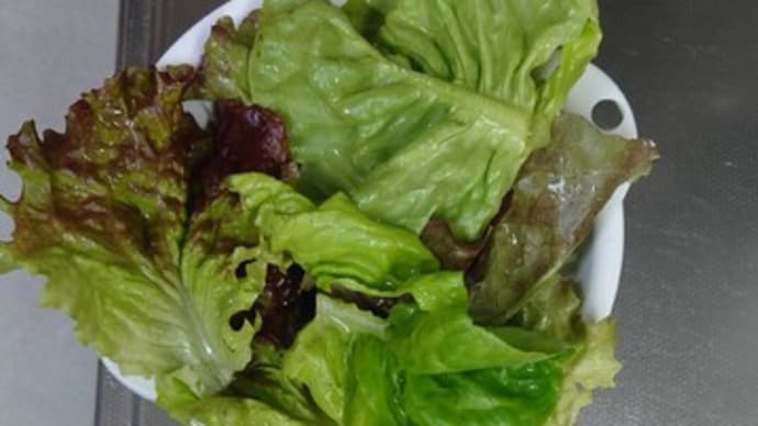 野菜収穫!!