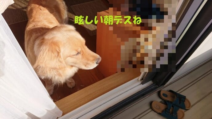 開花宣言🌸&せっかくの晴れたお休みなので・・・