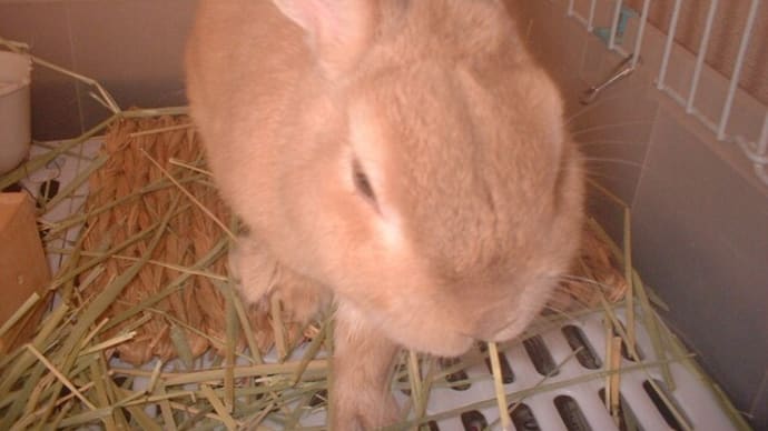 ペットのマロンです（うさぎ）🐰よろしくお願いいたします。
