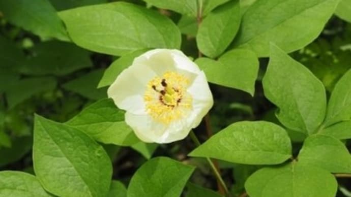 ヤマシャクヤク大群生