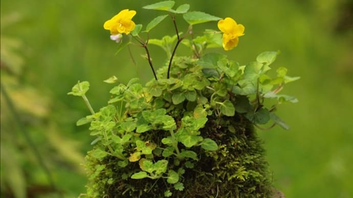 今年の鉢植えの山野草から・・・(5月の小山飾り)