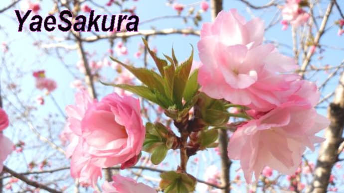 京都府長岡京市隠れお花見スポット・・ポイ捨て90%削減「犬川&小畑川」