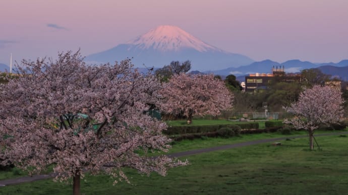 10/Apr  朝焼けの富士山と染井吉野とツバメと桜カワセミと山桜