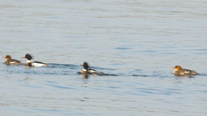 遠くにウミアイサ ♂ ♀ ・・・ 3月13日 甲子園浜で