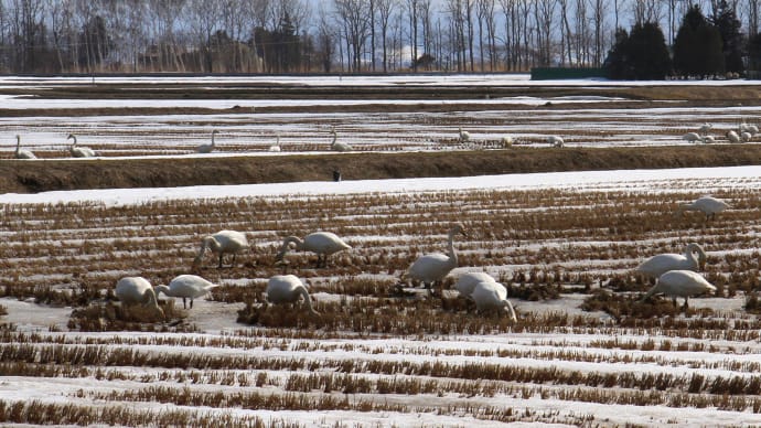 畑で食事する白鳥/北海道2