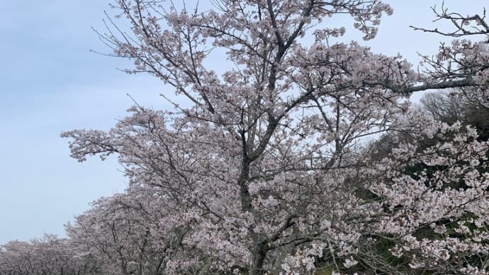 桜満開　花壇も華やか！
