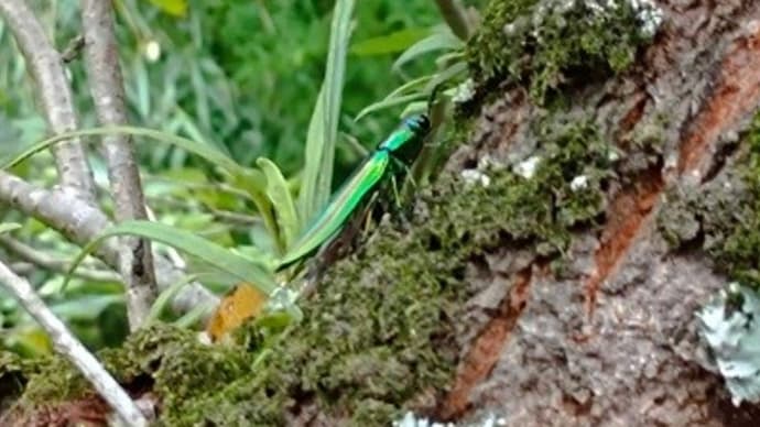 小動物レスキュー隊活動報告⑩ 桜の木を登る玉虫