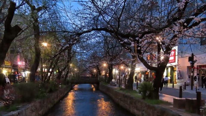 木屋町通り（四条～三条）の　夜桜