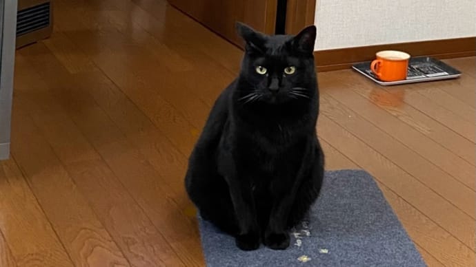 トノ、振り向けばヒメ