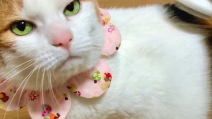 猫ブラシ