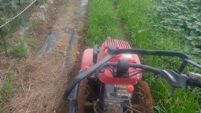 定植場作り途中土砂降り・・・