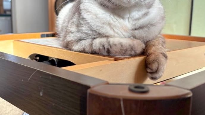 20250323の猫たちと時々犬