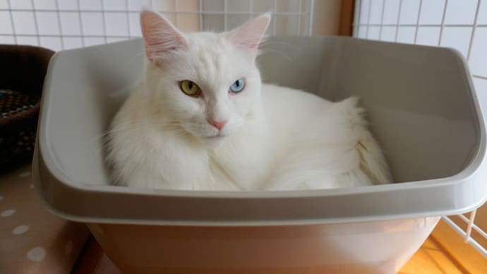 未使用猫トイレ