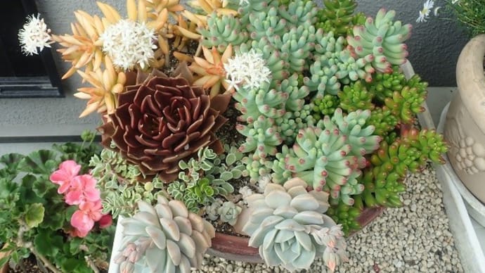 多肉植物大鉢寄せ植え アドルフィーコッパーのお花が咲きました ♡
