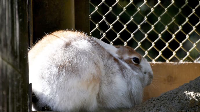トウホクノウサギさん 白い冬毛に換毛中