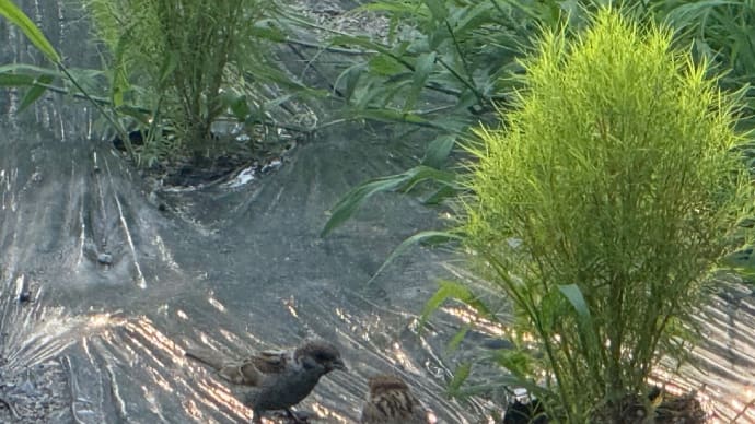 住吉公園のスズメ