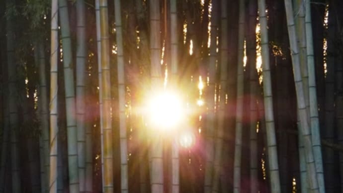 竹林の夕日